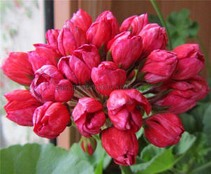 Тюльпаноподібний пеларгонія Victoria Andrea