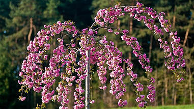 Сакура японська Kiku-shidare 2 річна на штамбі 1-1,2м, Сакура мелкопильчатая Кику Шидаре, Prunus serrulata