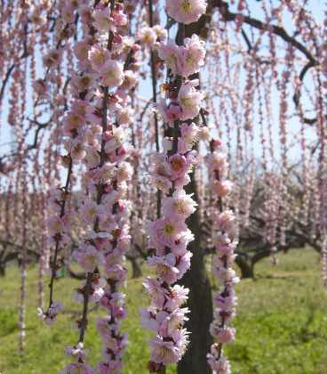 Сакура японська Kiku-shidare на штамбі 1.8-2м, Сакура мелкопильчатая Кику Шидаре на штамбе, Prunus serrulata - фото 3 - id-p665752851