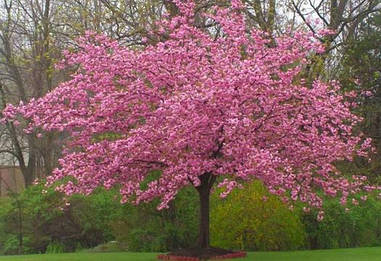 Японська Сакура Kanzan 1.5-1.7 м, Сакура дрібнопильчаста Канзан, Prunus serrulata Kanzan