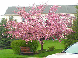Японська Сакура Kanzan 1.5-1.7 м, Сакура дрібнопильчаста Канзан, Prunus serrulata Kanzan, фото 3