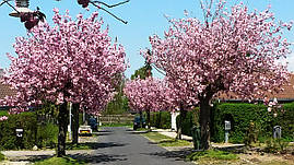 Японська Сакура Kanzan 1.5-1.7 м, Сакура дрібнопильчаста Канзан, Prunus serrulata Kanzan, фото 4