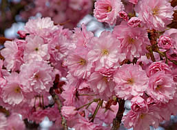 Японська Сакура Kanzan 1.5-1.7 м, Сакура дрібнопильчаста Канзан, Prunus serrulata Kanzan, фото 5
