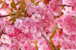 Японська Сакура Kanzan 1.5-1.7 м, Сакура дрібнопильчаста Канзан, Prunus serrulata Kanzan, фото 6