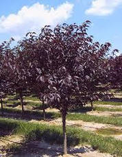 Японська Сакура Royal Red 1.5-1.7 м, Сакура дрібнопильчаста Роял Бургунді, Prunus serrulata Royal Burgundy, фото 3