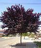 Японська Сакура Royal Red 1.5-1.7 м, Сакура дрібнопильчаста Роял Бургунді, Prunus serrulata Royal Burgundy, фото 8