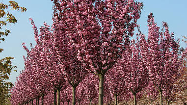 Японська Сакура Royal Red 1.5-1.7 м, Сакура дрібнопильчаста Роял Бургунді, Prunus serrulata Royal Burgundy