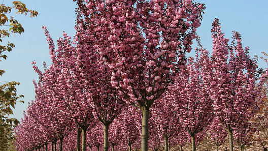 Японська Сакура Royal Red 1.5-1.7 м, Сакура дрібнопильчаста Роял Бургунді, Prunus serrulata Royal Burgundy, фото 1