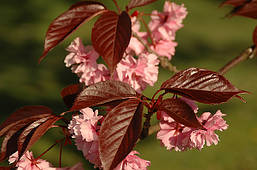 Японська Сакура Royal Red 1.5-1.7 м, Сакура дрібнопильчаста Роял Бургунді, Prunus serrulata Royal Burgundy, фото 6