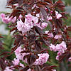 Японська Сакура Royal Red 1.5-1.7 м, Сакура дрібнопильчаста Роял Бургунді, Prunus serrulata Royal Burgundy, фото 7
