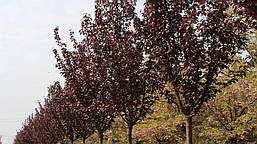 Японська Сакура Royal Red 1.5-1.7 м, Сакура дрібнопильчаста Роял Бургунді, Prunus serrulata Royal Burgundy, фото 5