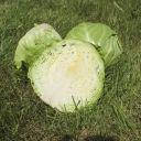 Насіння Капута Аліна F1 20 шт./ NongWoo Bio, фото 3