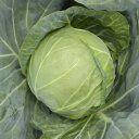 Насіння Капута Аліна F1 20 шт./ NongWoo Bio, фото 4