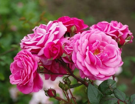 Саджанці троянди сорту Etude (Етюд), фото 2