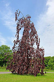 Бук Лісовий Purple Fountain 0,4-0,5 м, Бук лісовий Пурпл Фонтан, Fagus sylvatica Purple Fountain