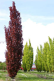 Бук Лісовий Dawyck Purple, Бук лісовий Дэвик Пурпл, Fagus sylvatica Dawyck Purple