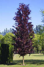 Бук Лісовий Dawyck Purple, Бук лісовий Дэвик Пурпл, Fagus sylvatica Dawyck Purple, фото 4