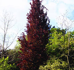Бук Лісовий Dawyck Purple, Бук лісовий Дэвик Пурпл, Fagus sylvatica Dawyck Purple, фото 6