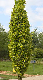 Бук Лісовий Dawyck Gold 0,7-1м, Бук лісовий Дэвик Голд, Fagus sylvatica Dawyck Gold