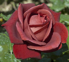Саджанці троянд сорт Теракота (Terracotta)