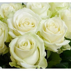 Саджанці троянд сорт Аваланж (Avalanche)