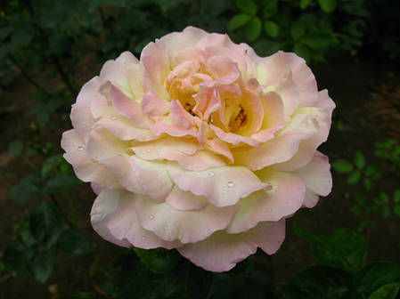 Саджанці троянд сорт Троянда Піс (Peace), фото 2