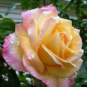 Саджанці троянд сорт Троянда Піс (Peace), фото 1