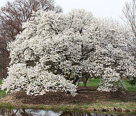 Магнолія Кобус з насіння 3 річна, Магнолія Кобус з насіння, Magnolia kobus, фото 3