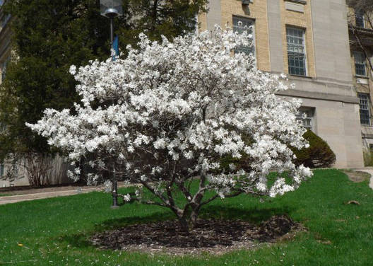 Магнолія Кобус з насіння 3 річна, Магнолія Кобус з насіння, Magnolia kobus, фото 2