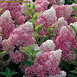 Гортензія волотиста Vanille Fraise (Ваніла Фрейз) штамб 70-80см  гор 7л, фото 7