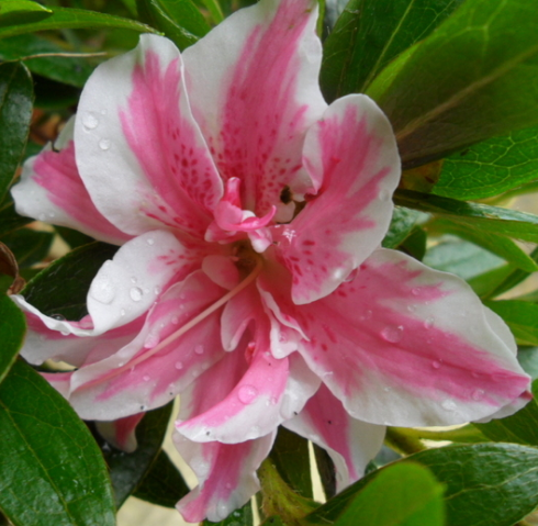 Азалія японська Melle (Меллі) 3 рік, фото 1