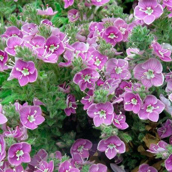 Вероніка дерев'яниста 'Rosea'