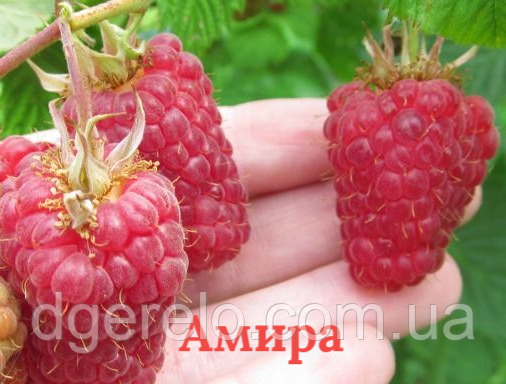 Ремонтантна Малина Аміра