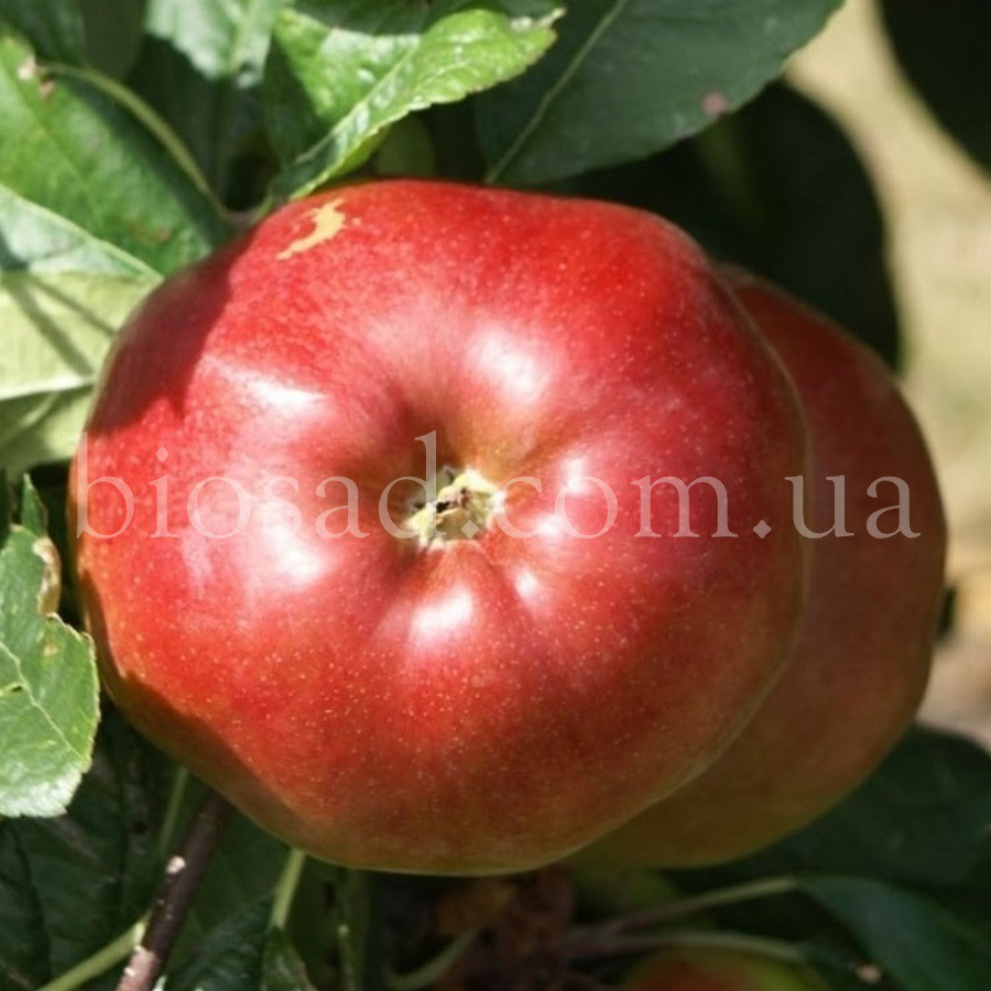 Яблуня Еліза (Elise), зимовий сорт