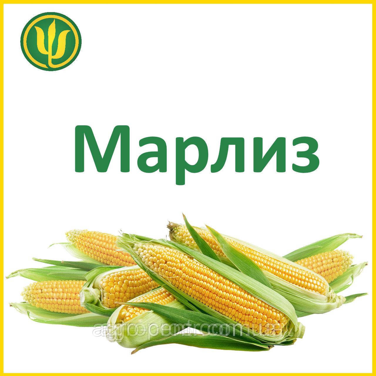 Насіння кукурудзи Марліз