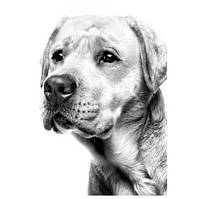 Корм Royal Canin для собак