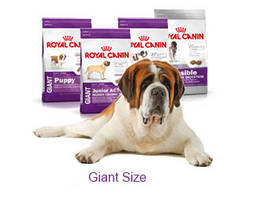 Giant (від 45 кг)