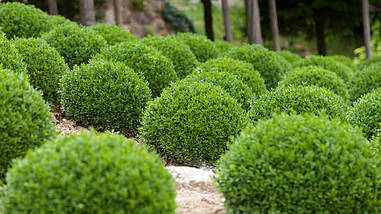 Самшит вічнозелений 2 річний, Самшит вічнозелений, Buxus sempervirens