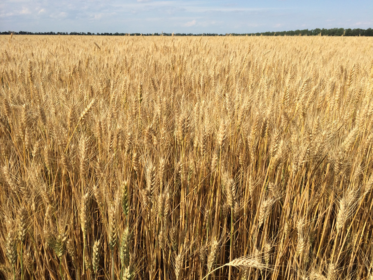 Семена пшеница озимая Златоглава P1 Луганский институт селекции и технологии ЛИСТ - фото 1 - id-p49976907