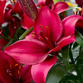 Лілія Ла гібриди Fangio 14/16