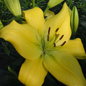 Лілія Ла гібриди Freya 14/16