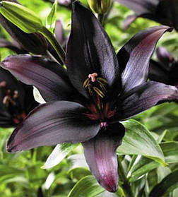 Лілію Ла гібриди Methone 14/16