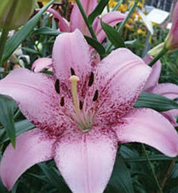 Лілію Ла гібриди Pink Brush14/16