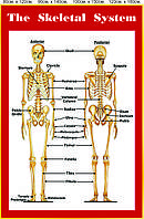 Стенд "The Skeletal System" (Скелет)