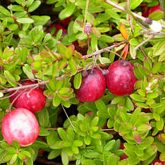 Журавлина "Ерлі Блек" 1-річна, контейнер 1 л