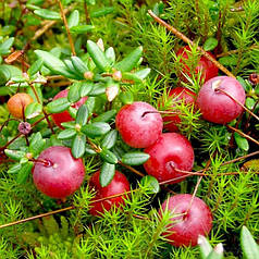 Журавлина "Стівенс", 2 річна, конт. 3 л