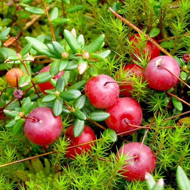 Журавлина сорт "Стівенс" 1 річна, конт. Р9