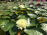 Німфея "Перріс Дабл Еллоу" (Nymphaea"Perry's Double Yellow")(молода рослина, поділка), фото 4