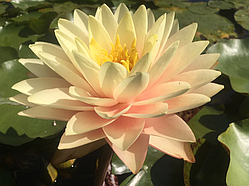 Німфея "Блашинг Брайд" (Nymphaea «Blushing Bridе ») (доросла рослина)