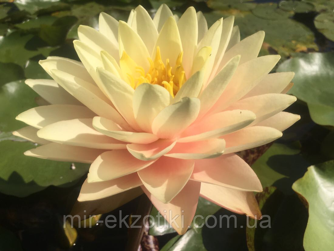 Қыздар минет сперму